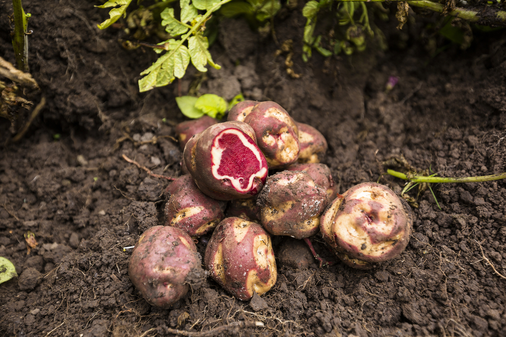 Foro: “Día Nacional de la Papa: Alternativas alimentarias y nutricionales en el Perú”