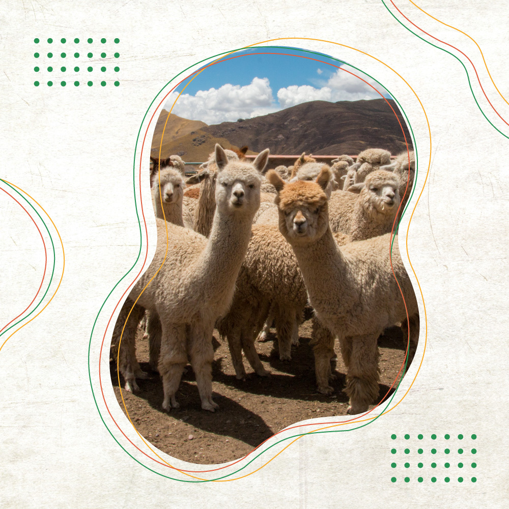 Foro: Bondades Nutricionales y Alimentarias de la Alpaca